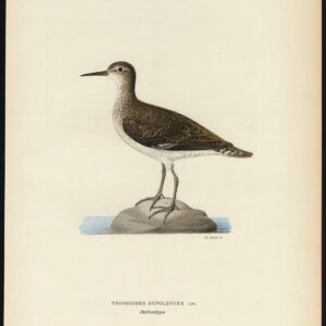 Actitis Hypoleucus Tringoides Gewone Sandpiper Von Wright 1917
