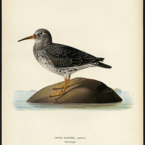 Calidris Maritima Tringa Purple Sandpiper Von Wright 1917