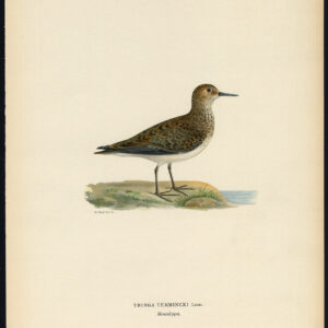 Calidris Temminckii Temminck'S Stint Tringa Von Wright 1917