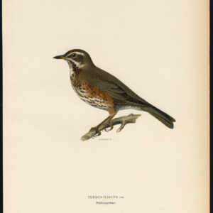Turdus Iliacus Redwing Thrush Von Wright 1917