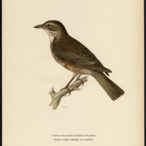 Turdus Iliacus Redwing Pilaris Fieldfare Hybrid Von Wright 1917