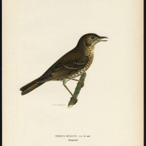 Turdus Iliacus Redwing Musicus Von Wright 1917