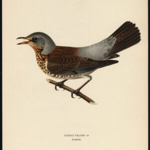 Turdus Pilaris Fieldfare Von Wright 1917