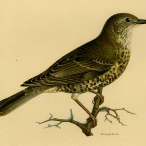 Turdus Viscivorus Mistle Thrush Von Wright 1917