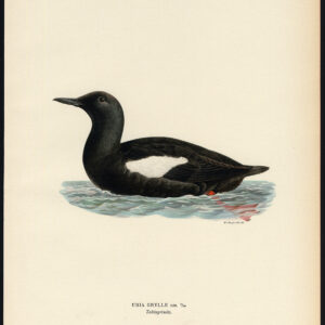 Cepphus Grylle Uria Zwarte Guillemot Tystie Von Wright 1917