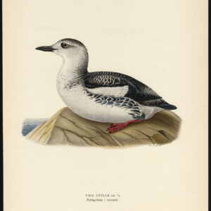 Cepphus Grylle Uria Zwarte Guillemot Tystie Winter Von Wright 1917