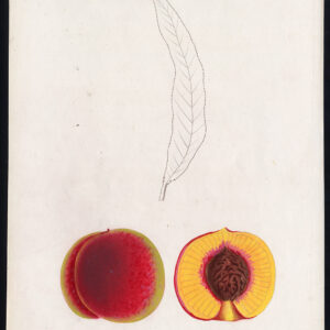 Antieke prent-LISSE PITMASTON ORANJE-PERZIK-POMOLOGIE-Pl. 20-Willermoz-Beau-1865