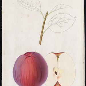 Antieke prent-FRUIT-APPEL-VIOLETTE 4 GOUTS-POMOLOGIE-Pl. 22-Willermoz-Beau-1865