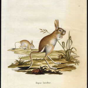 Antieke prent-DIPUS JACULUS-JERBOA-KNaagdier-Nussbiegel-Nitschmann-1780