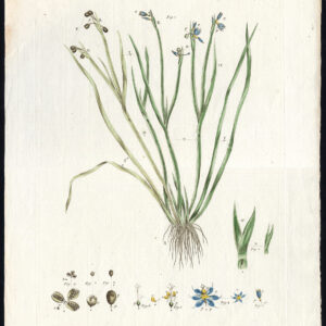 Zeldzame Antieke prent-BLUE EYED GRASS-GYNANDRIA TRIANDRIA-Miller-Borckhausen-1789