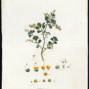 Zeldzame antieke botanische print-HERMANNIA-MALLOW-MONODELPHIA-Miller-Borckhausen-1789
