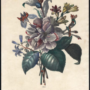 Zeldzame Antieke prent-BOEKET-ROSE-BLOEMEN-FEBRUARI-Redout´?¢-1850