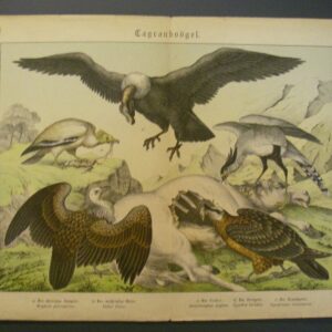 A3+ 007 03 Litho Tagraub vogel aaseters gieren Schübert  1886