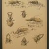 A3 271 03 Litho Kevers Paul Flanderky Insekten Manticora Gallifogon pl.1 1901