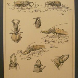 A3 271 03 Litho Kevers Paul Flanderky Insekten Manticora Gallifogon pl.1 1901