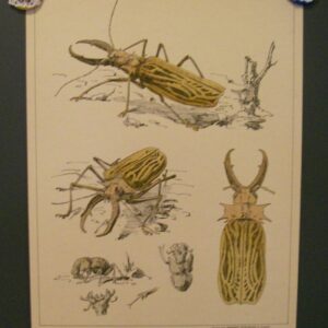 Insekten Paul Flanderky 1901 Macrodontia