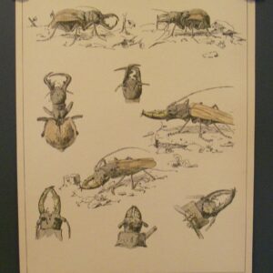 Insekten Paul Flanderky 1901 Manticora - Callipogona